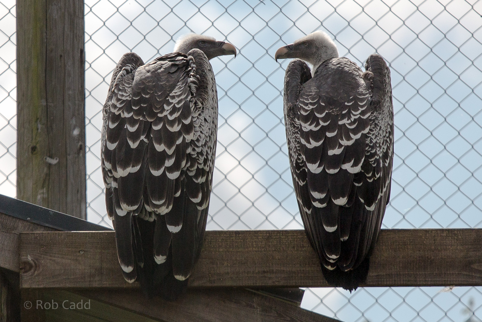 Ruppells griffon vultures : Hamerton : 31 Aug 2014