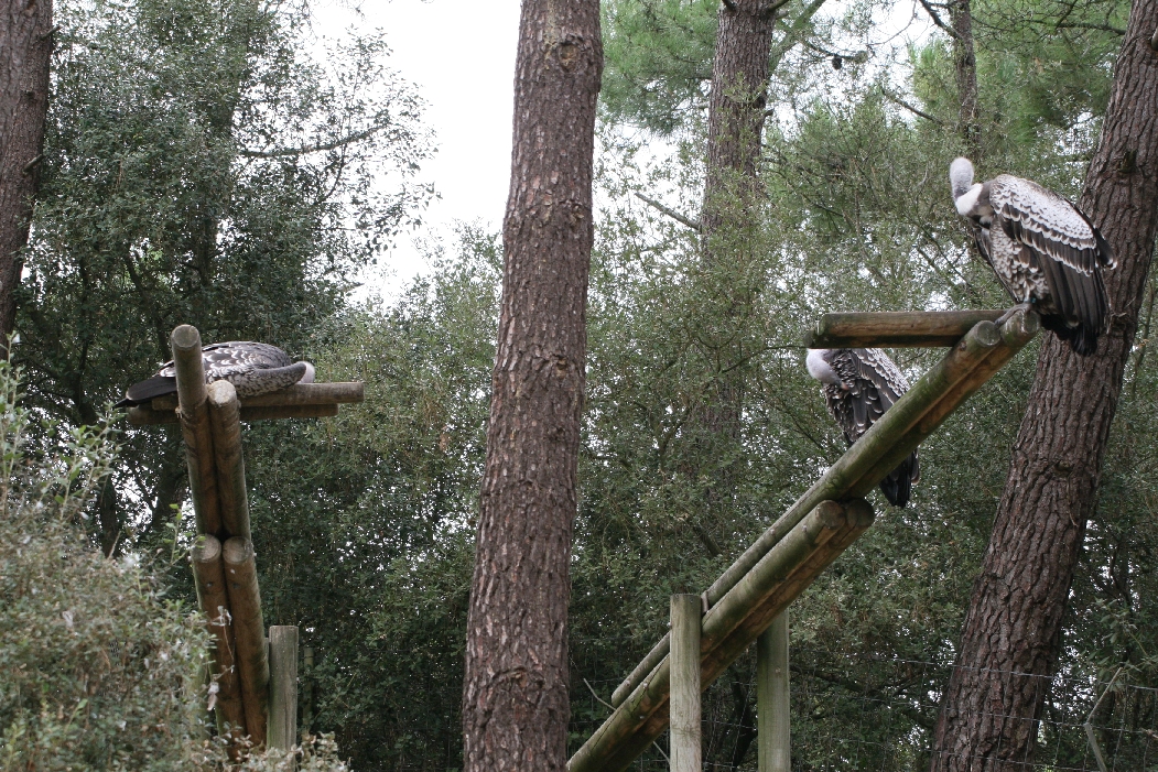 Rüppell's Griffon Vultures
