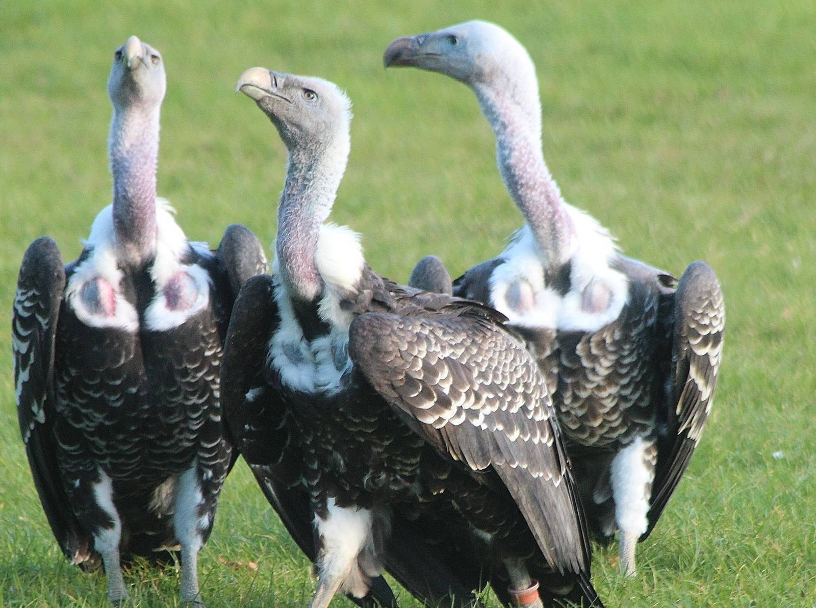Ruppell's Griffon Vultures