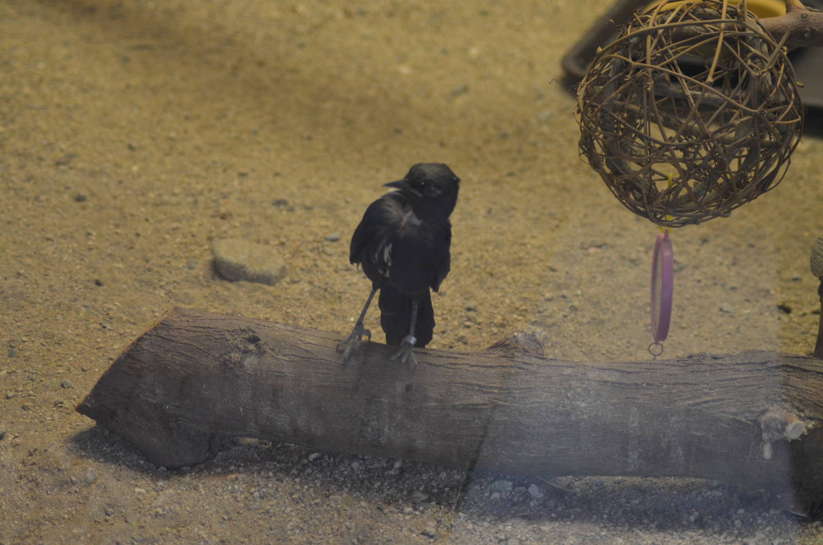 Ruppell's Long-tailed Starling - Zoo Hospital Resident