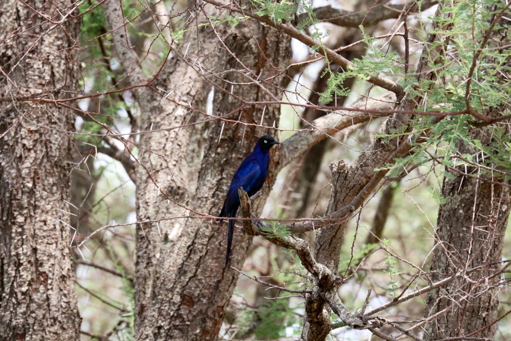 Ruppells Longtailed Starling