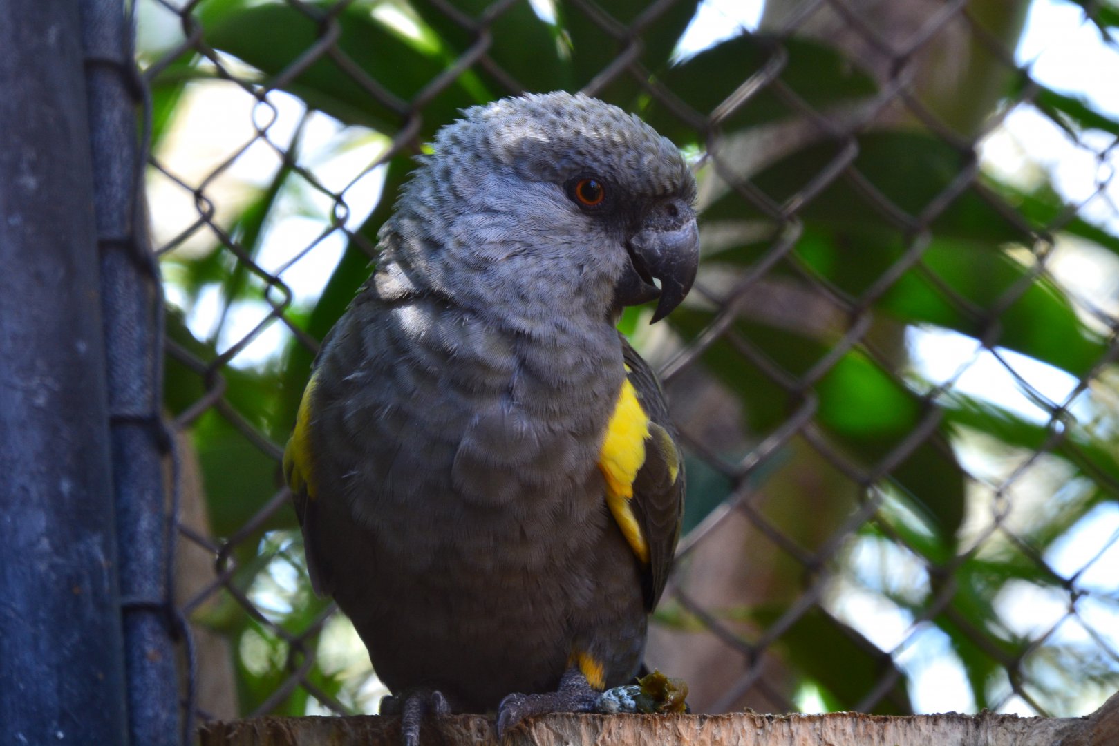 Rüppell's parrot (Poicephalus rueppellii)