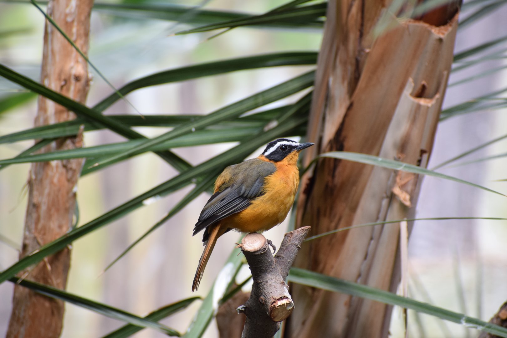 Rüppell's robin-chat