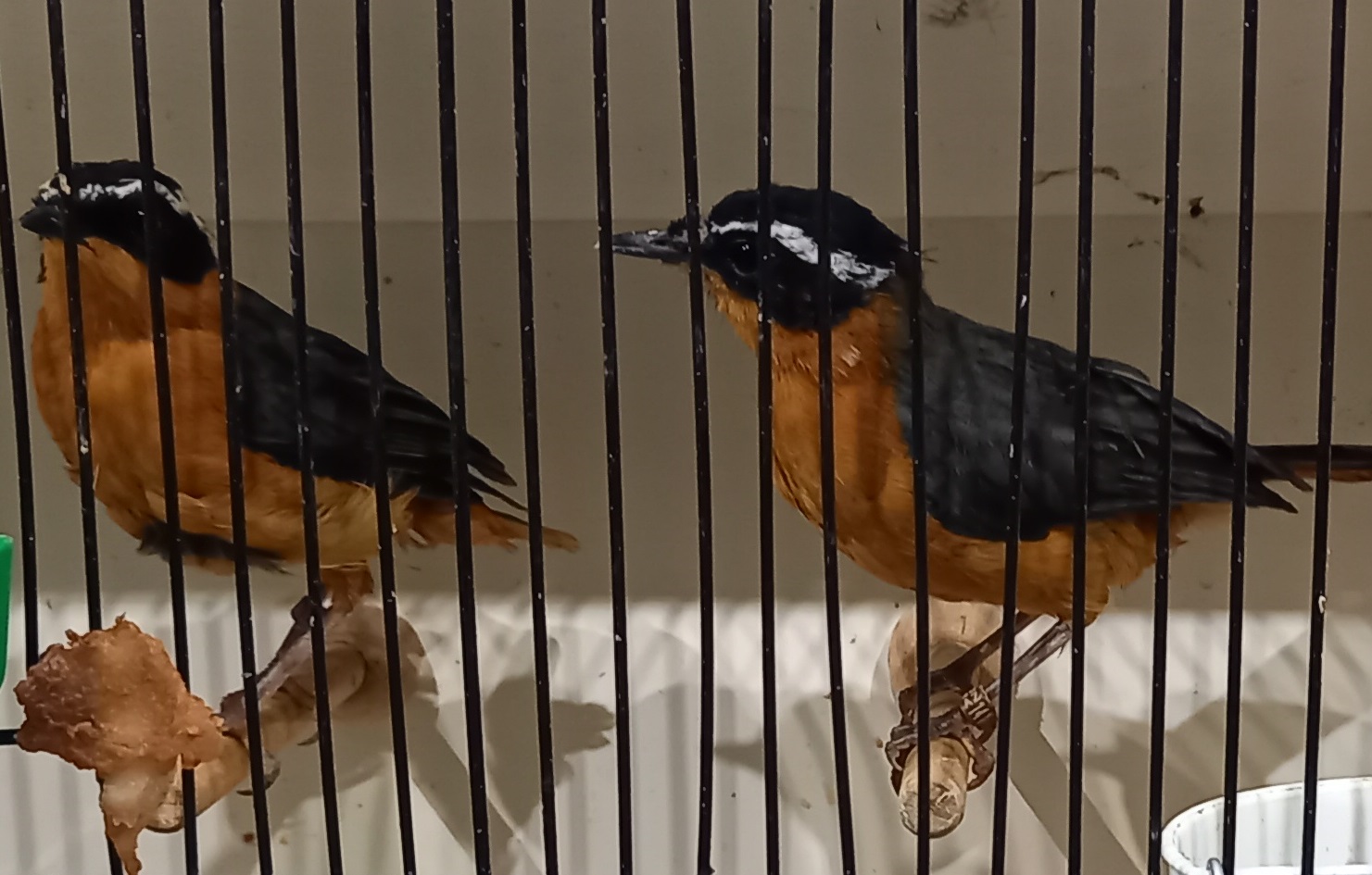 Rüppell's robin-chats - Cossypha semirufa