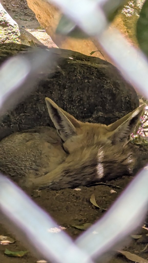 Rüppell's Sand Fox (Vulpes rueppellii)