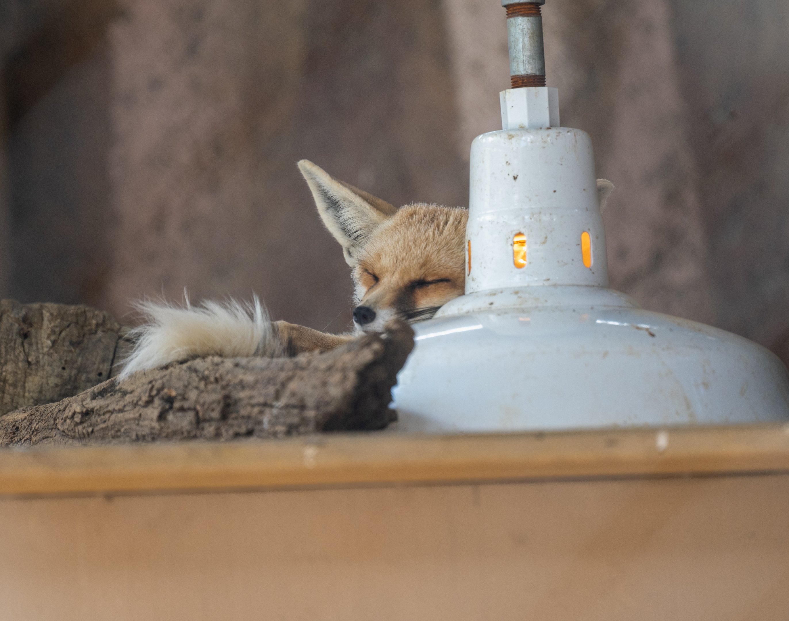 Ruppell’s Sand Fox