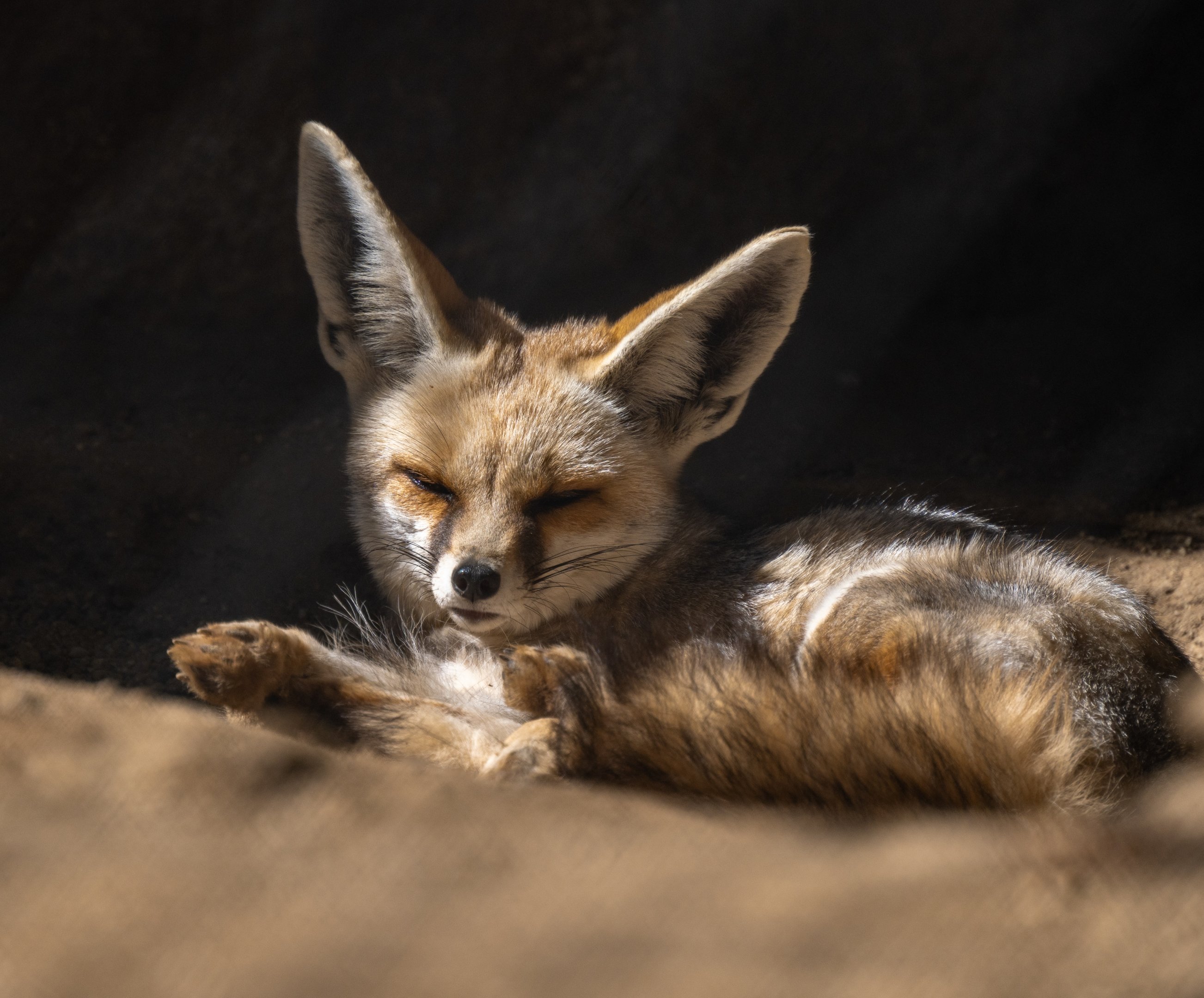 Ruppell’s Sand Fox