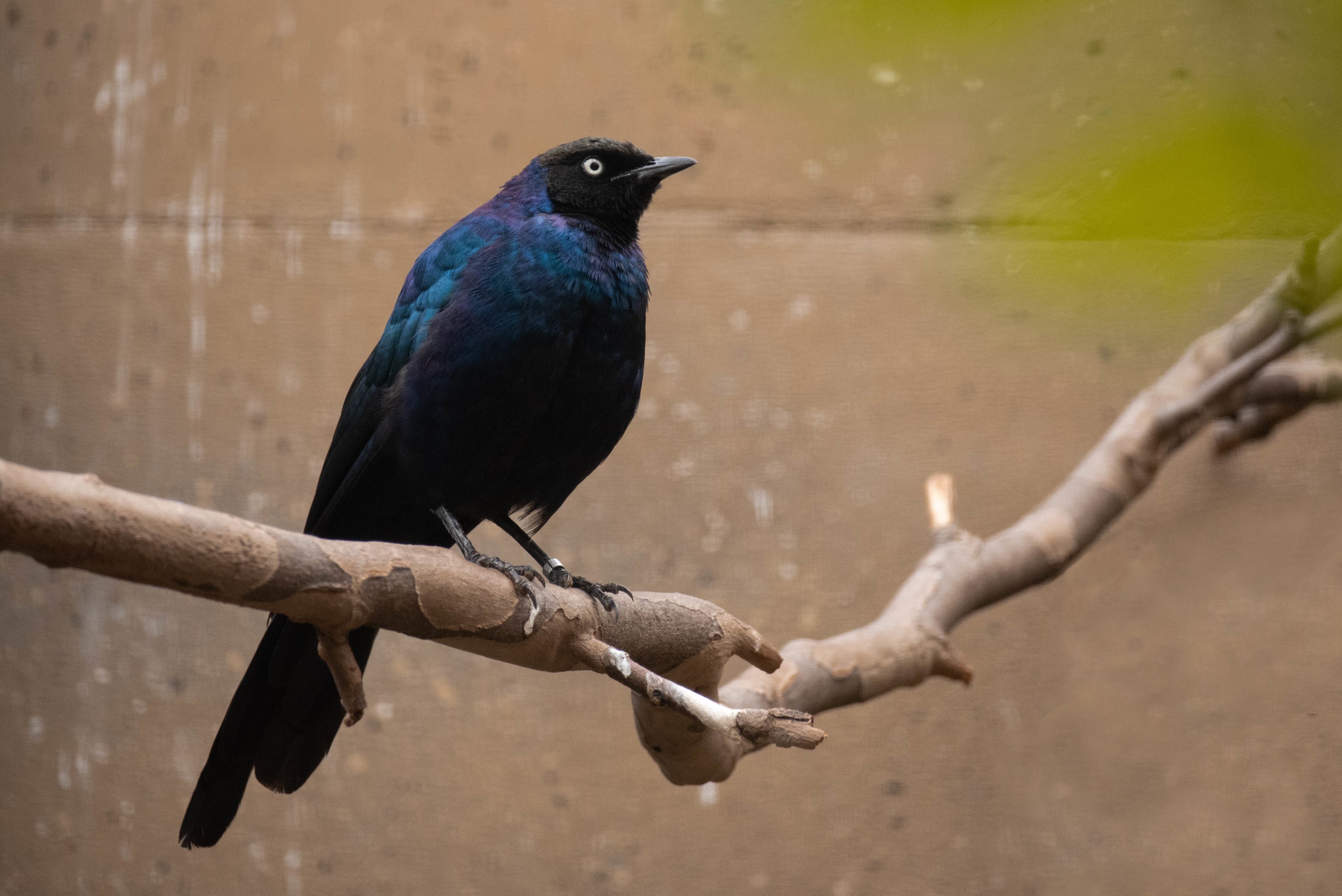 Rüppell's starling - Lamprotornis purpuroptera
