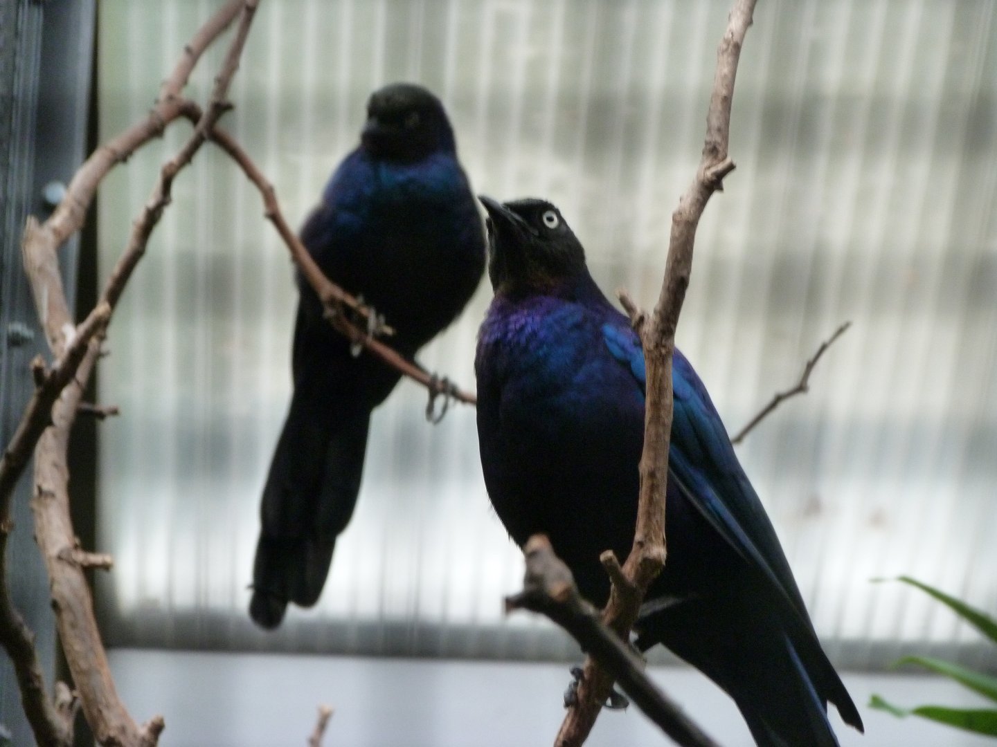 Rüppell's starling -Zoologischer Garten Berlin (2024)