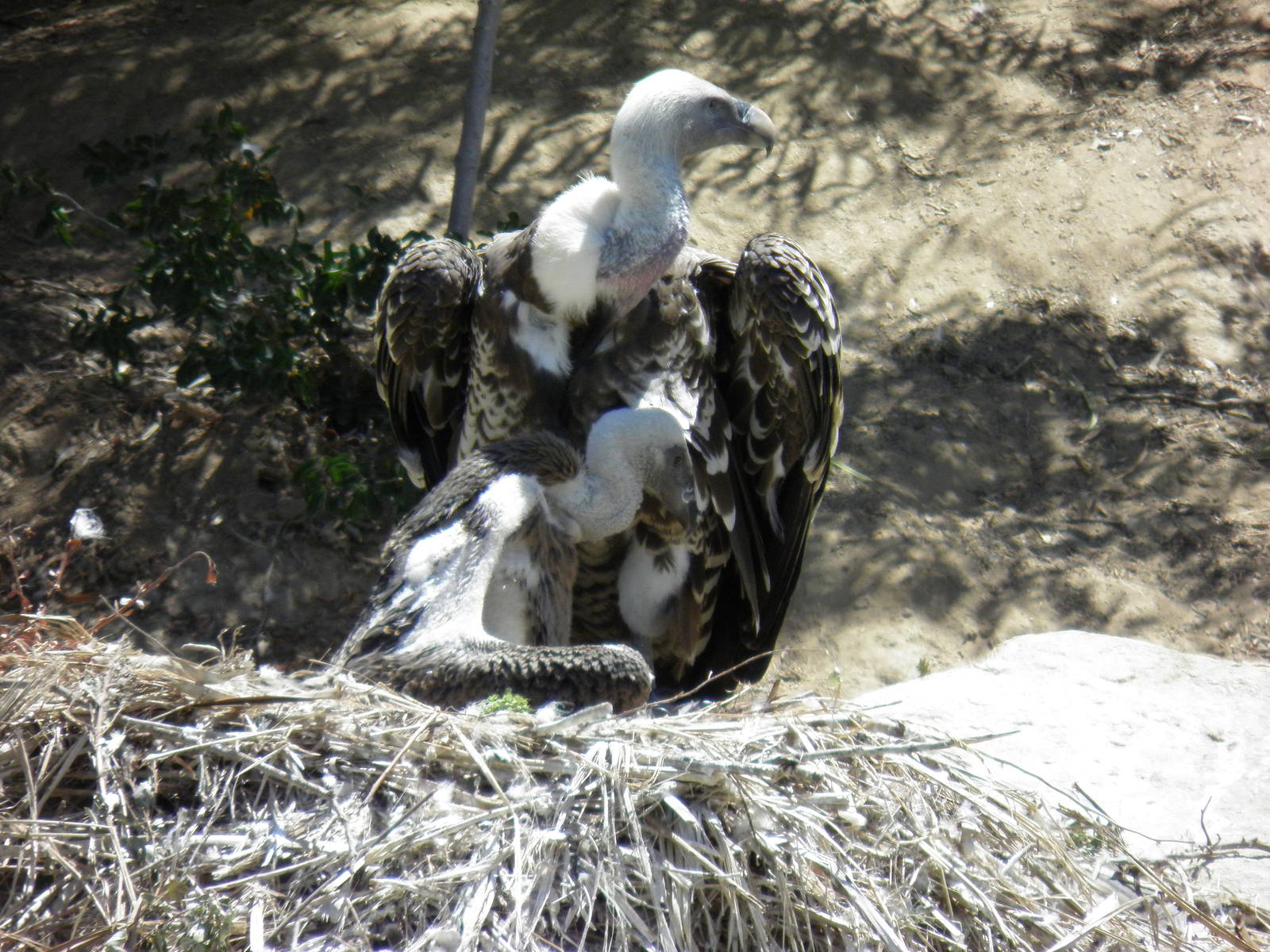 Ruppell's vulture chick