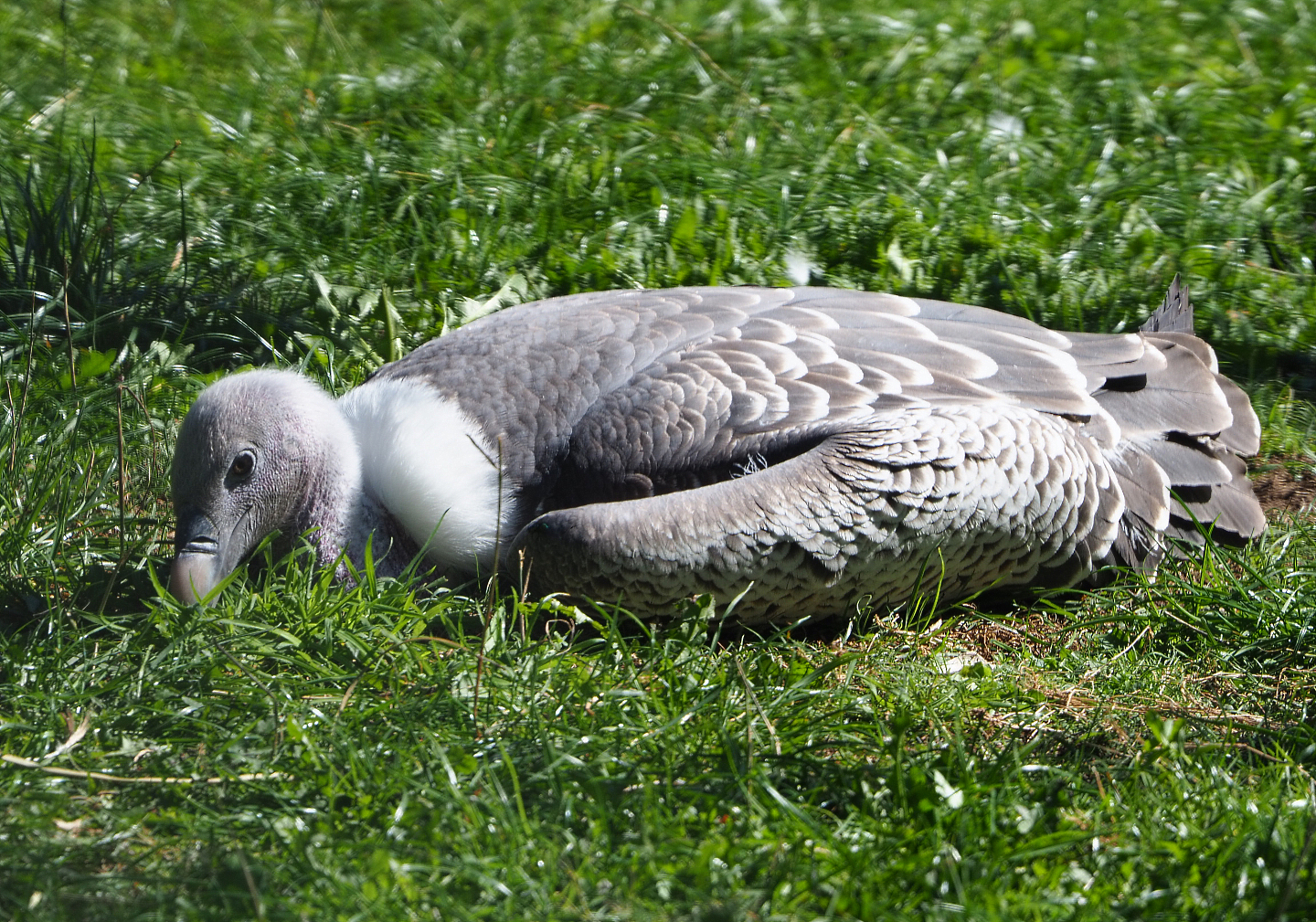 Rüppell's vulture (Gyps rueppelli rueppelli), 2019-09-15