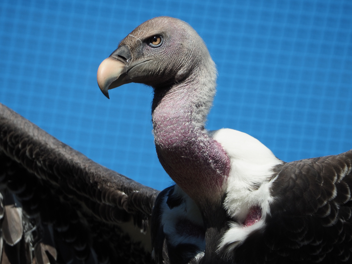 Rüppell's vulture (Gyps rueppelli rueppelli), 2019-09-21