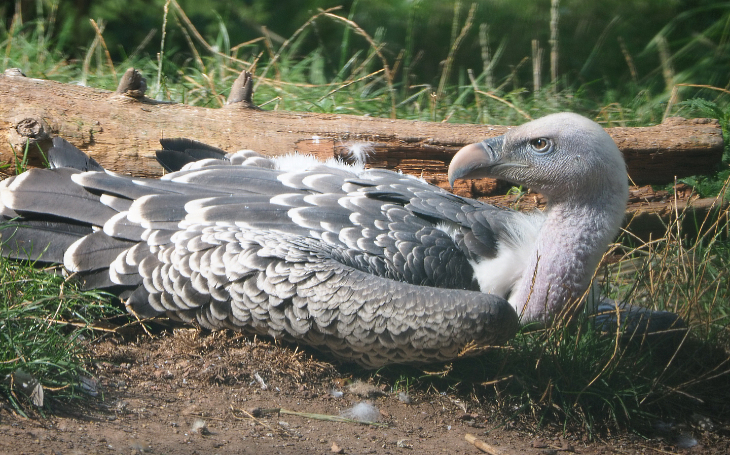 Rüppell's vulture (Gyps rueppelli rueppelli), 2020-09-02