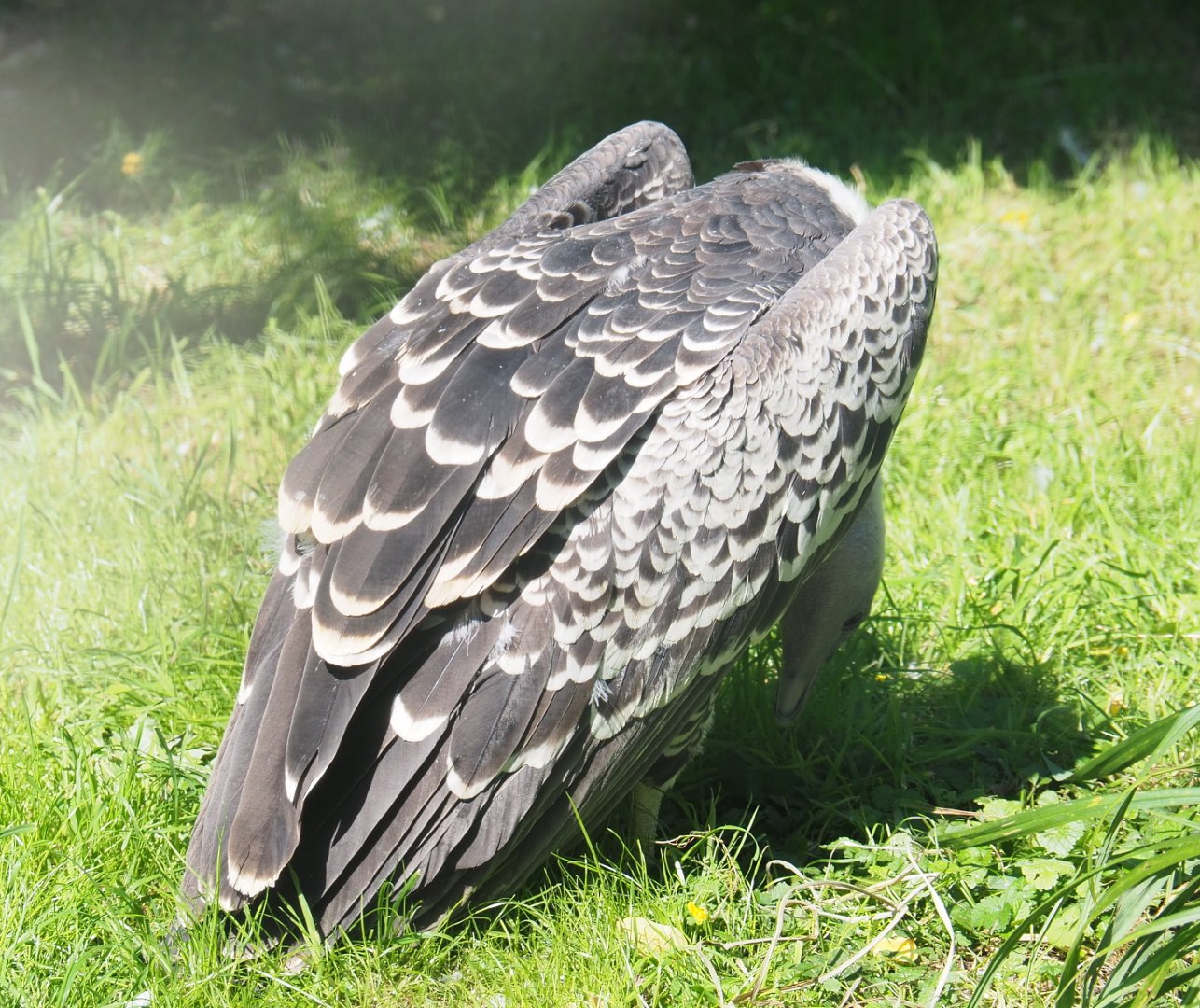 Rüppell's vulture (Gyps rueppelli rueppelli), 2021-09-03