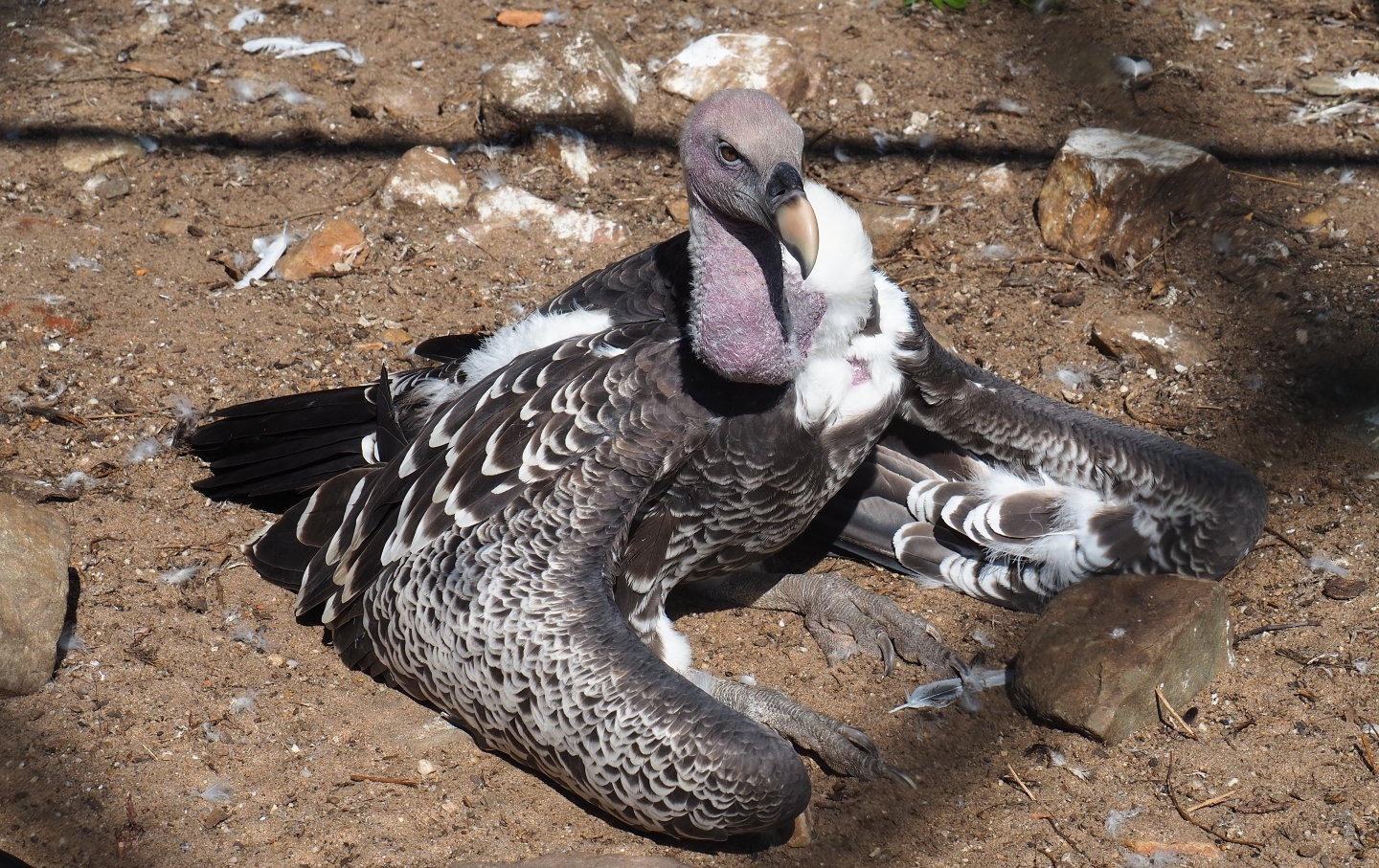 Rüppell's vulture (Gyps rueppelli rueppelli), Sep 2nd, 2018