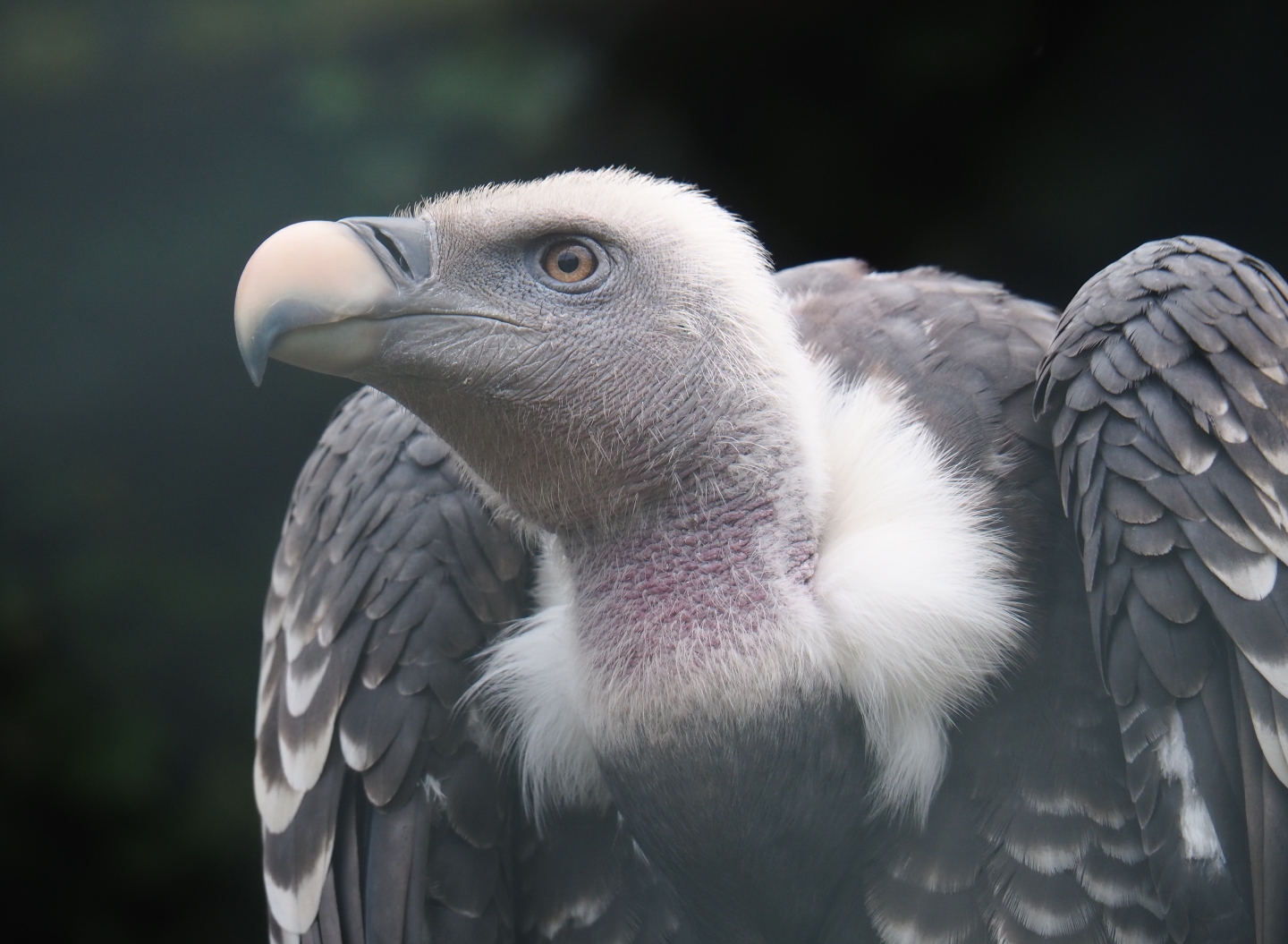 Rüppell's vulture (Gyps rueppelli rueppelli), Sep 2nd, 2018