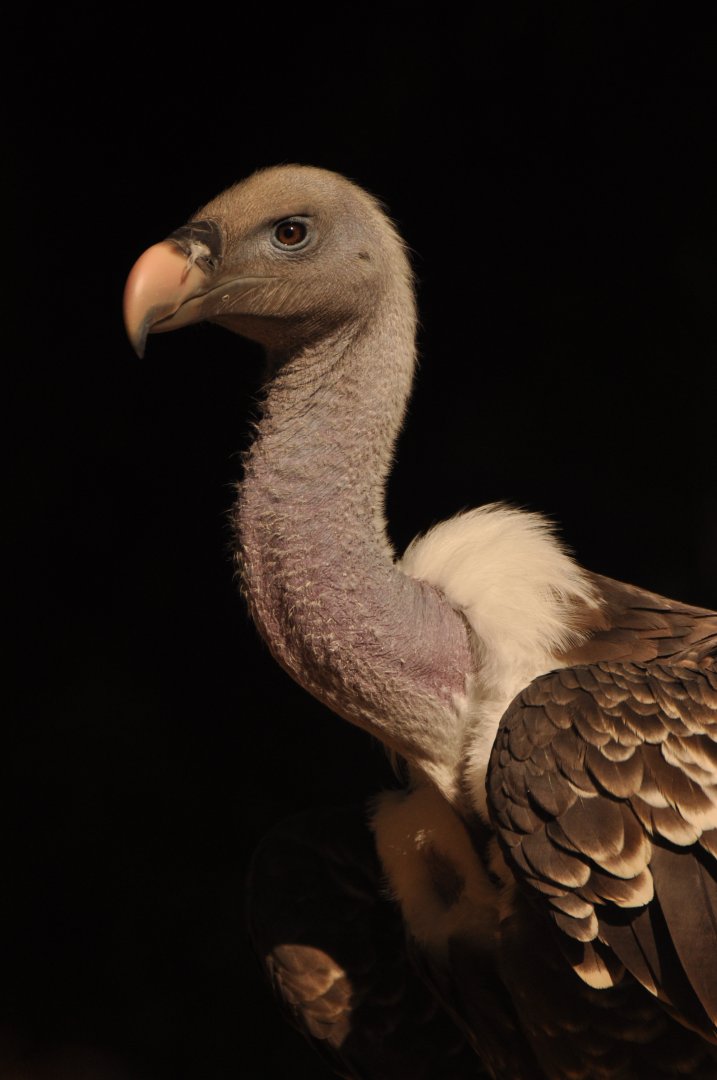 Rüppell's vulture (Gyps rueppelli)
