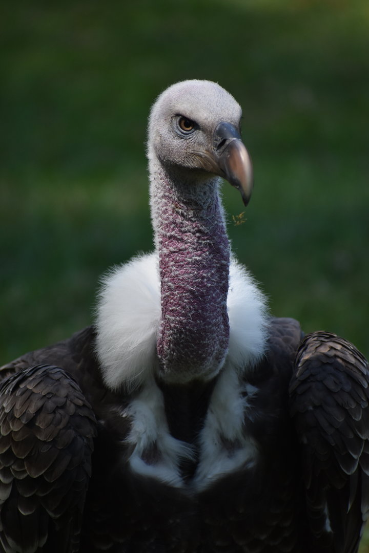 Rüppell's Vulture - Gyps rueppelli