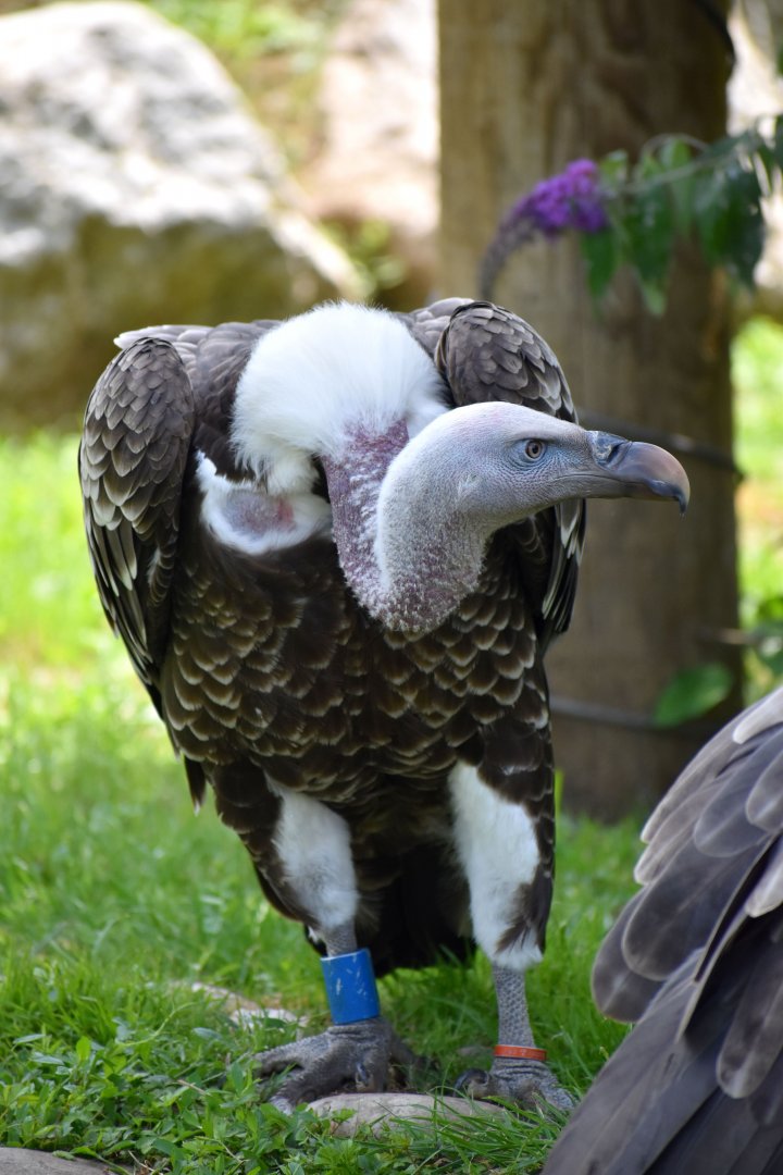 Rüppell's Vulture - Gyps rueppelli