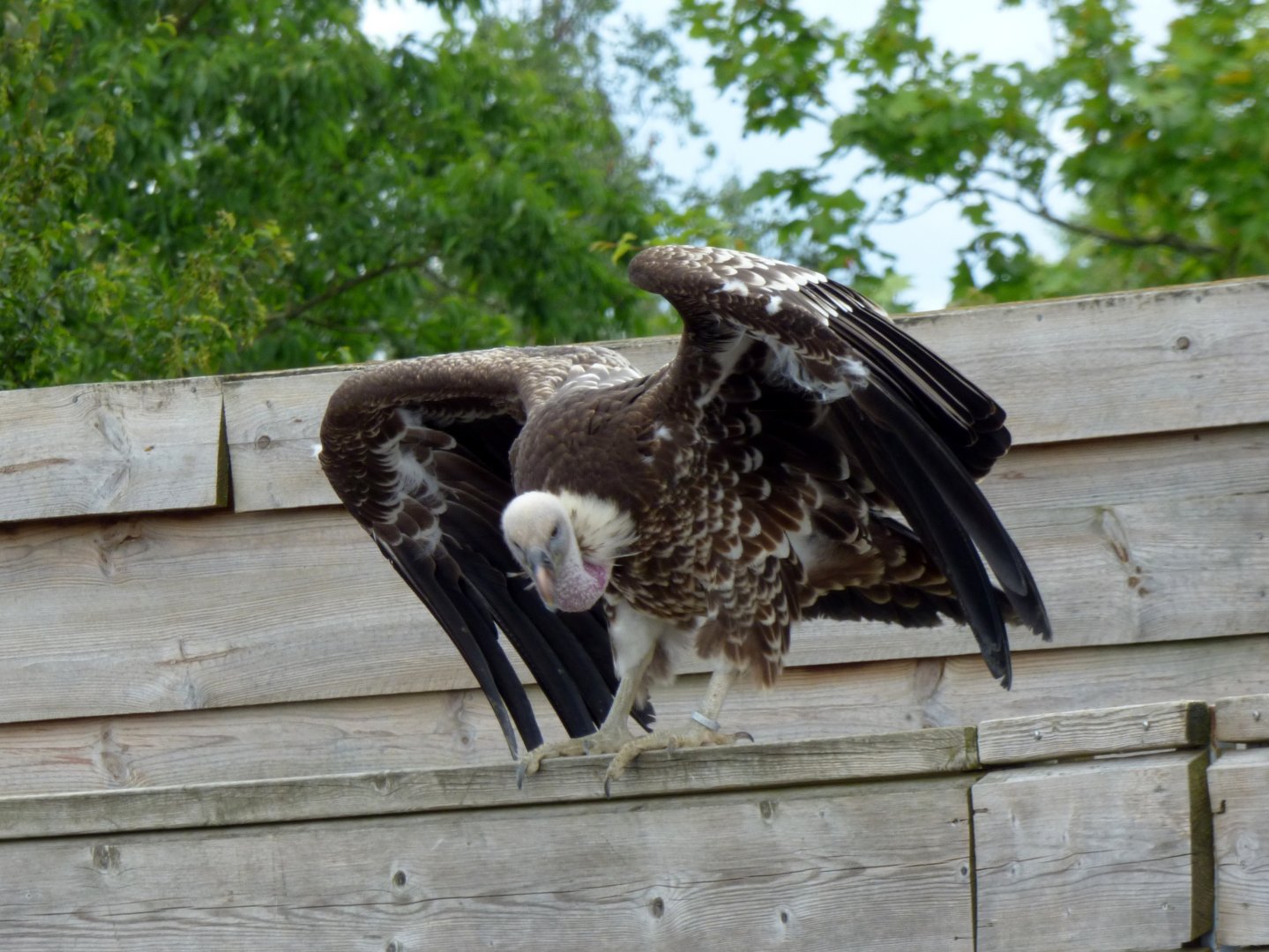 Rüppell's vulture (Gyps rueppelli)