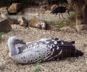 Rüppell's Vulture (Gyps rueppellii) and stork
