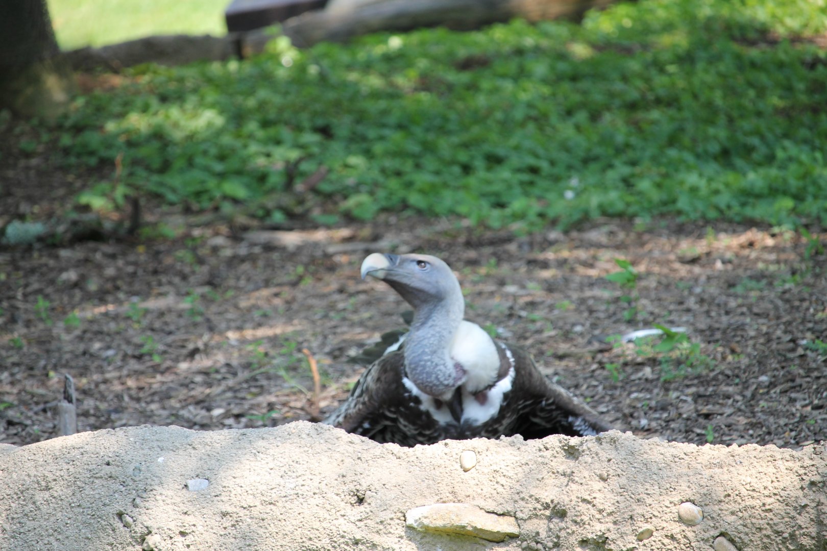 Ruppell’s vulture (gyps rueppellii)