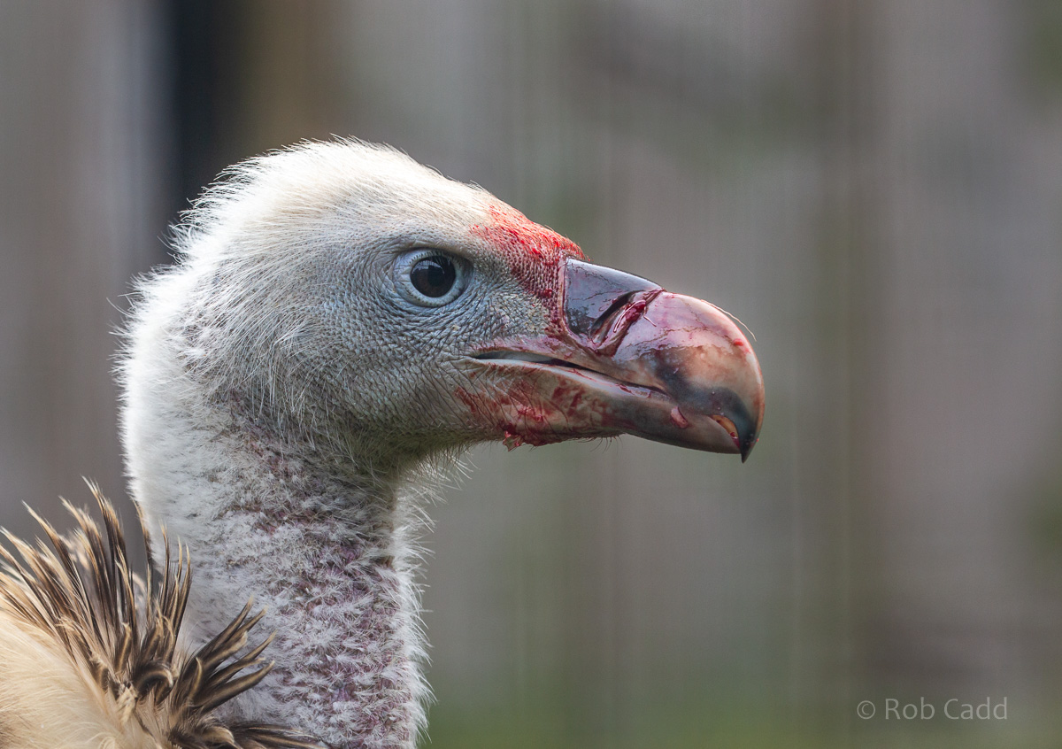 Rüppell's vulture : Hamerton : 05 Apr 2019