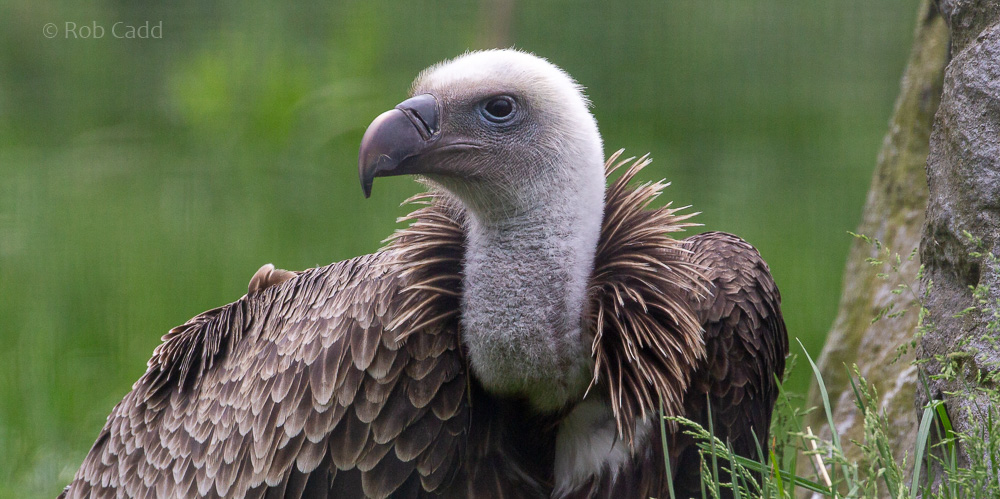Rüppell's vulture : Hamerton : 31 May 2019