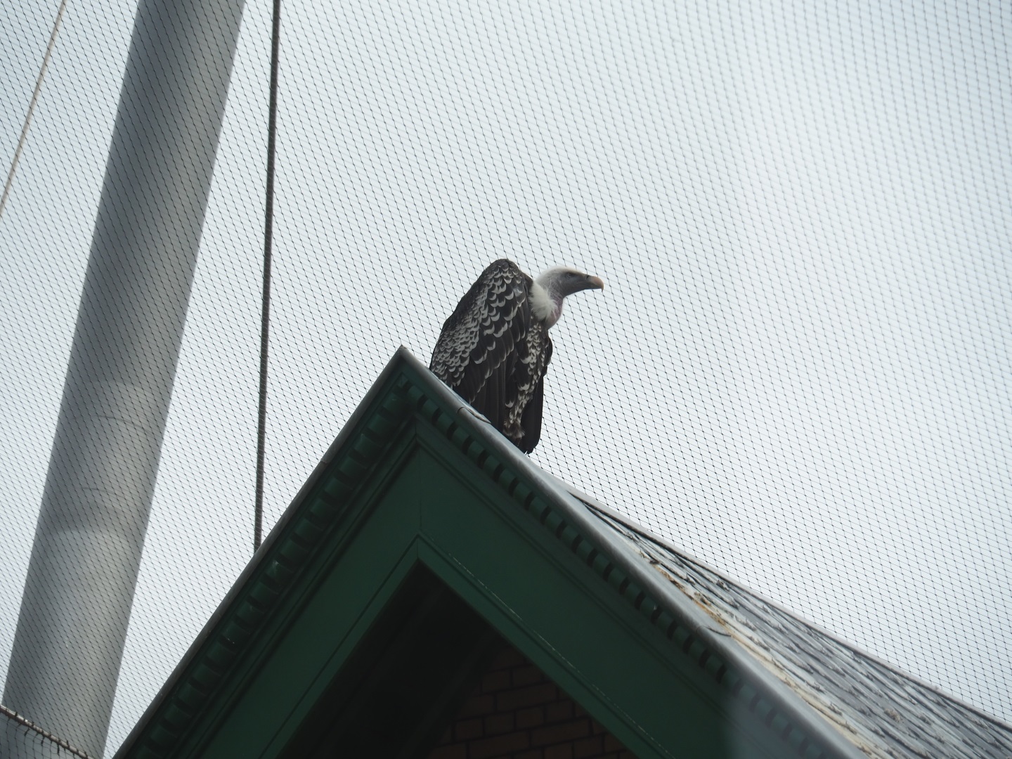 Rüppell's vulture in the savanna aviary