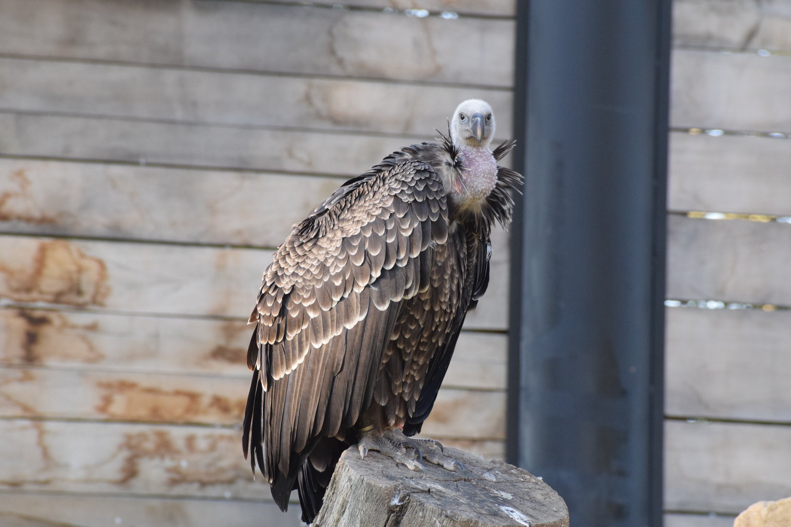 Ruppell's vulture - September 2023