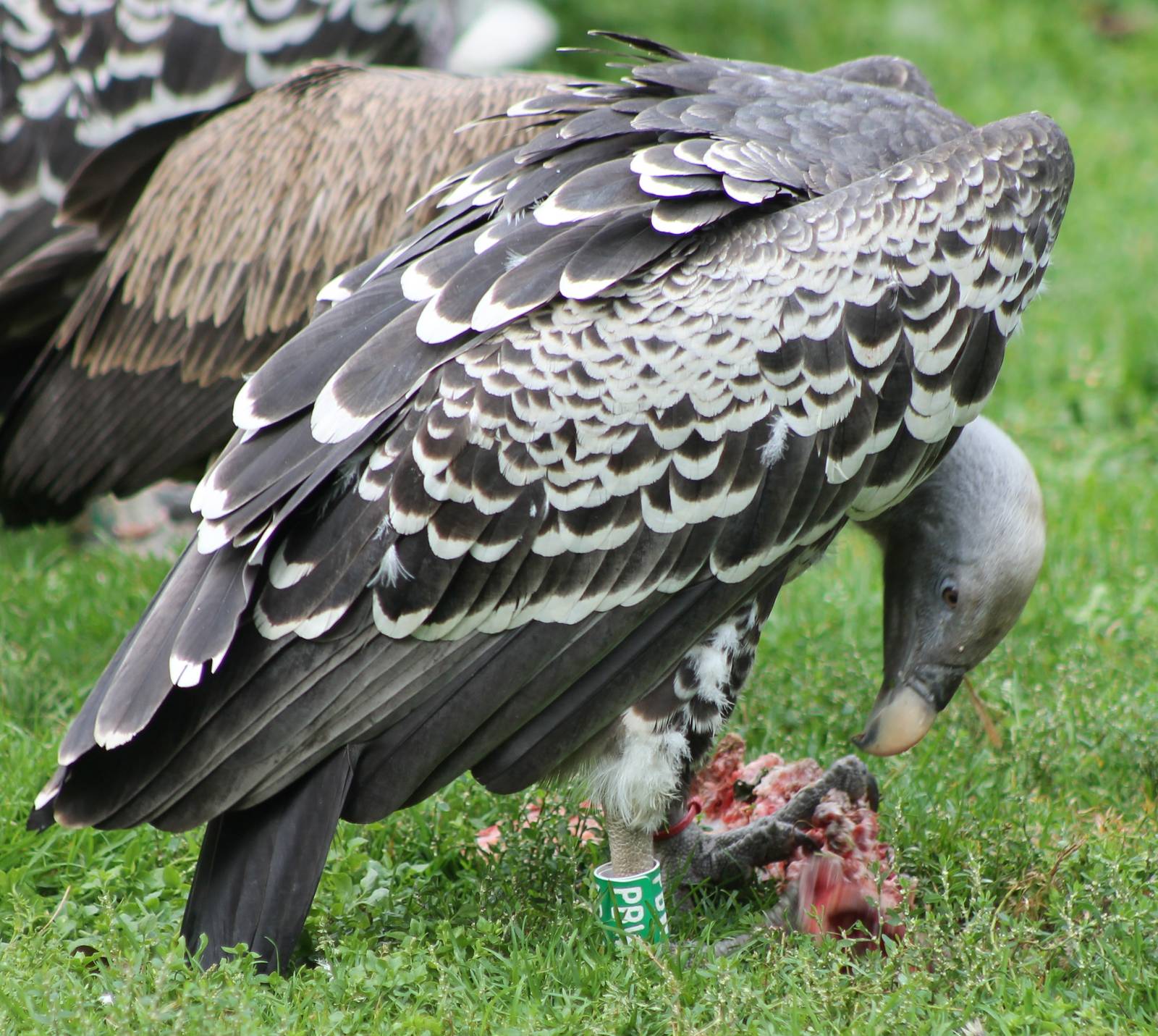 Ruppell's vulture