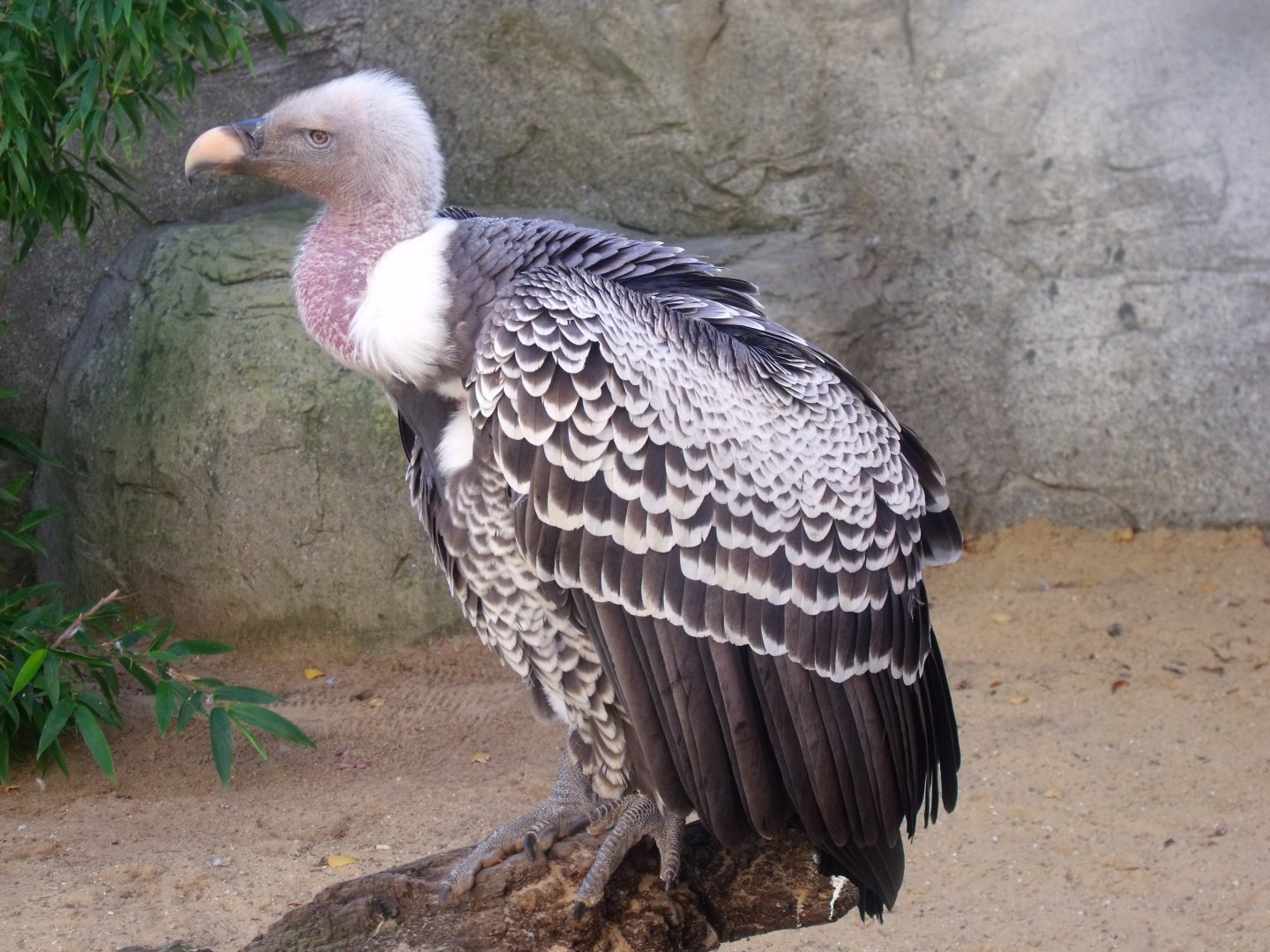 Rüppell's vulture