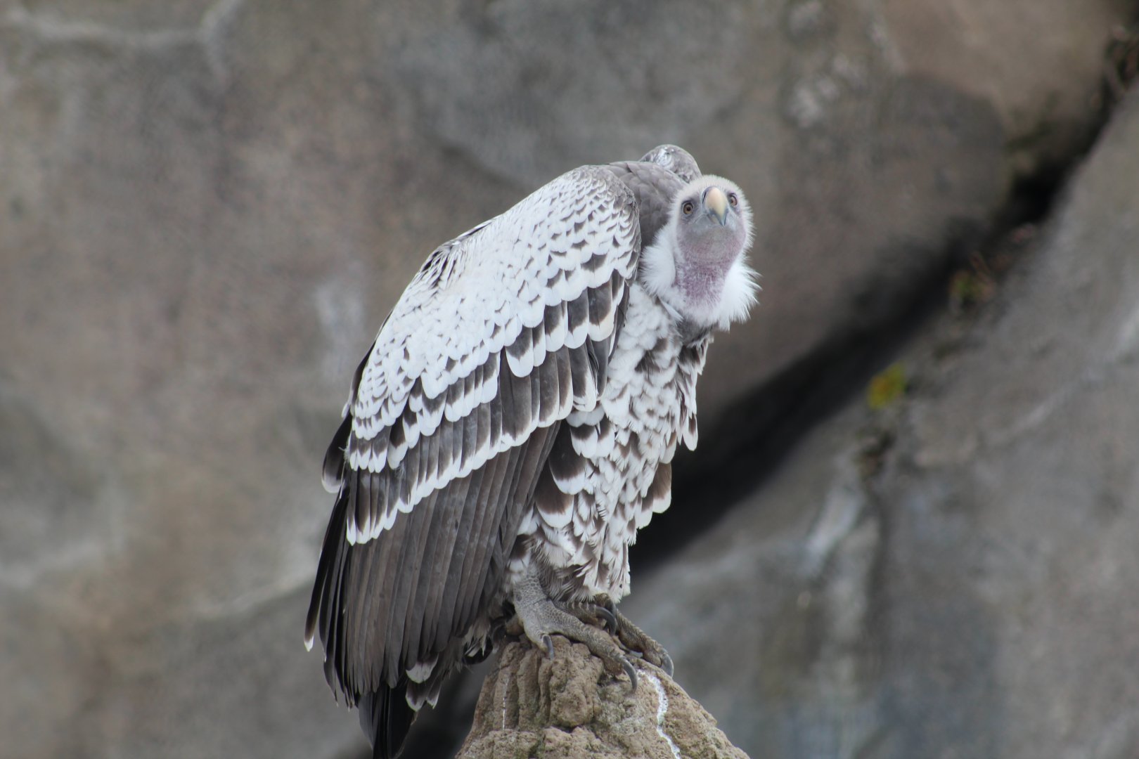 Rüppell's Vulture