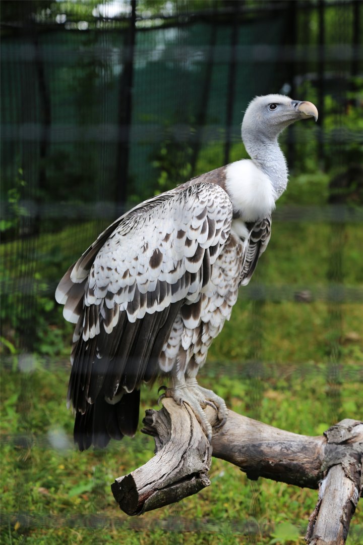 Rüppell's Vulture