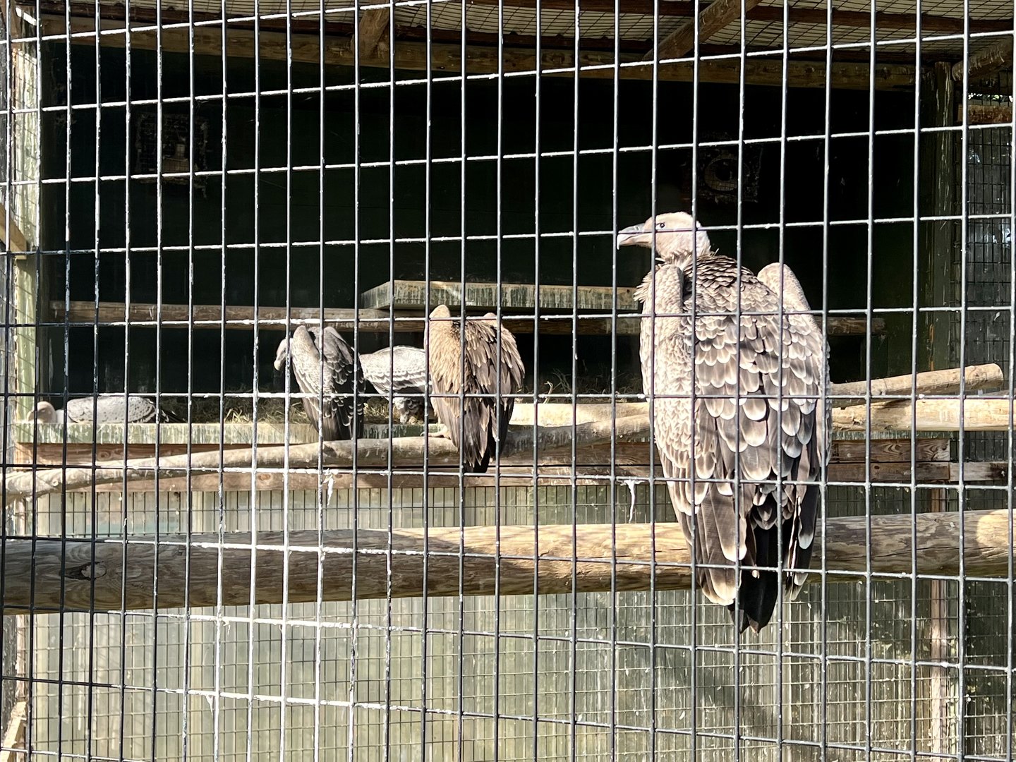 Ruppell’s Vulture