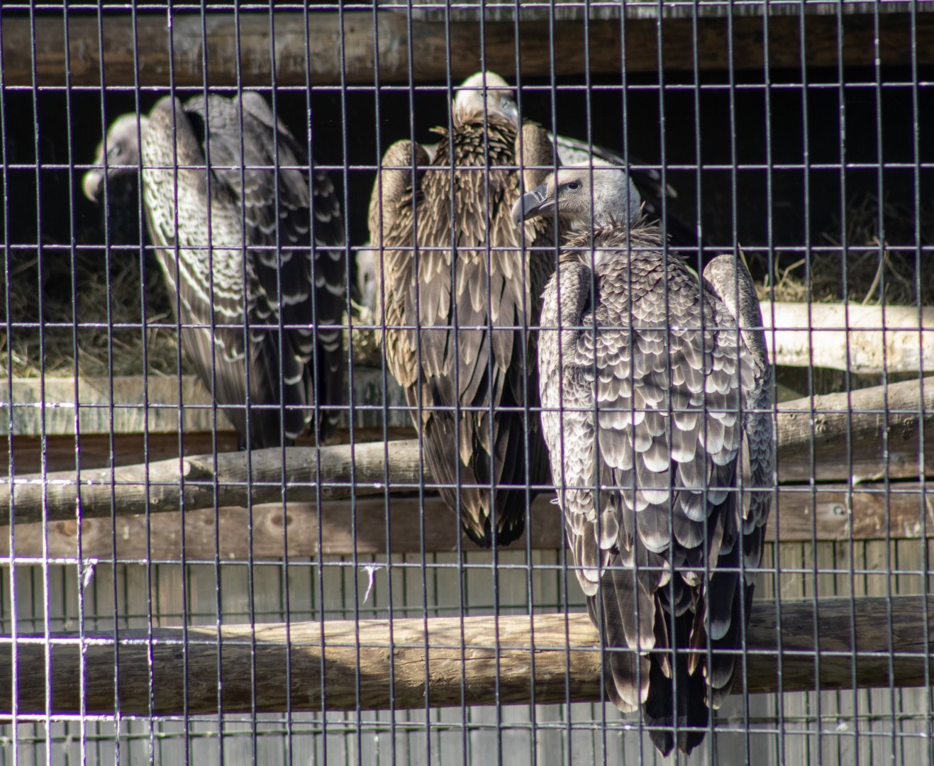 Ruppell's Vulture