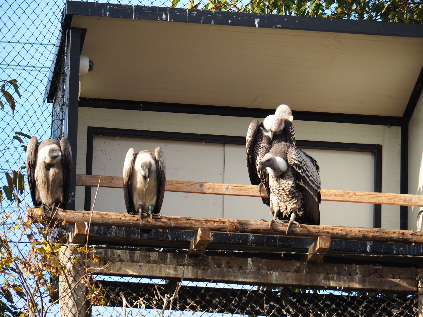 Rüppell's vultures and African white-backed vultures (Nov 10th, 2018)