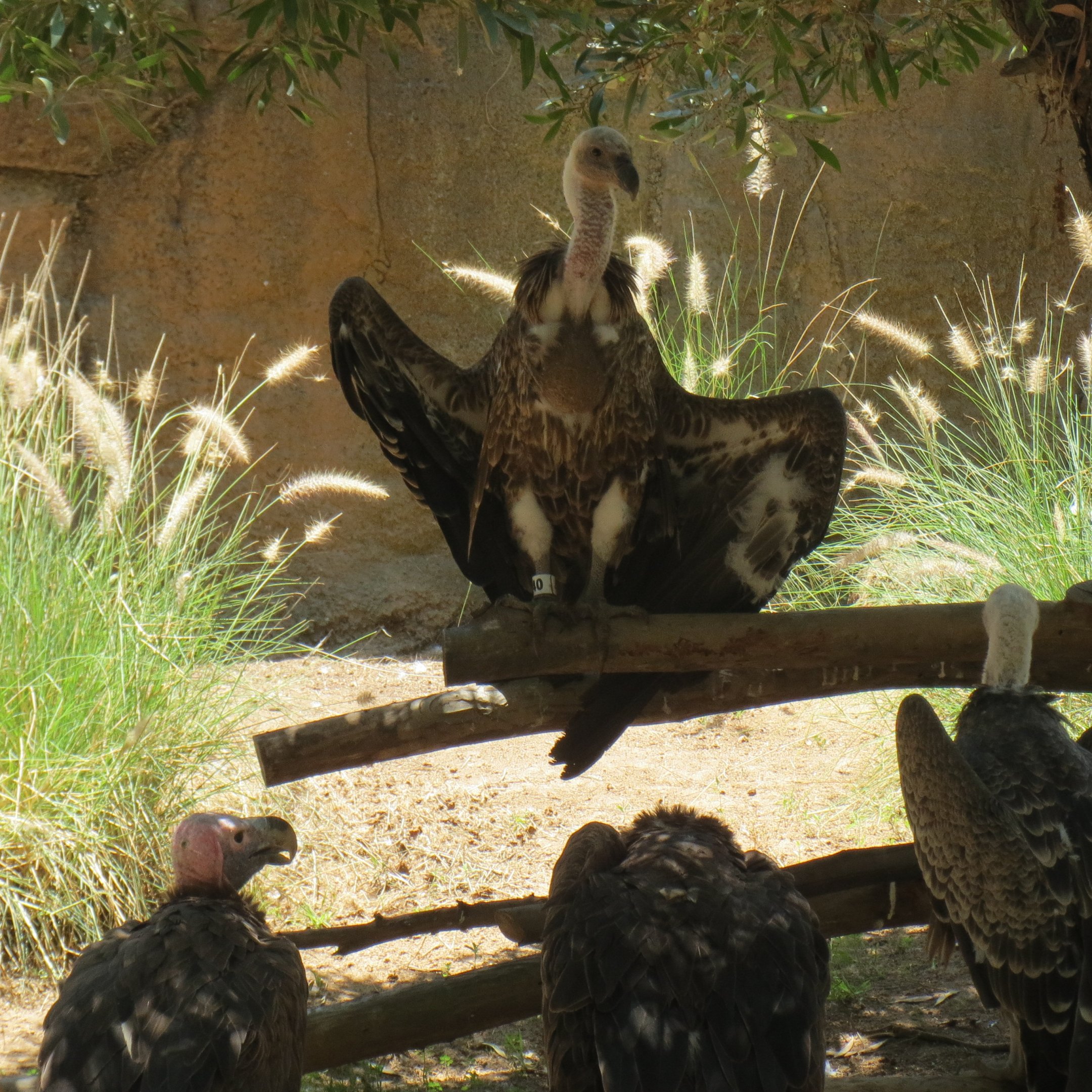 Ruppell's Vultures, Lappet-Faced Vultures