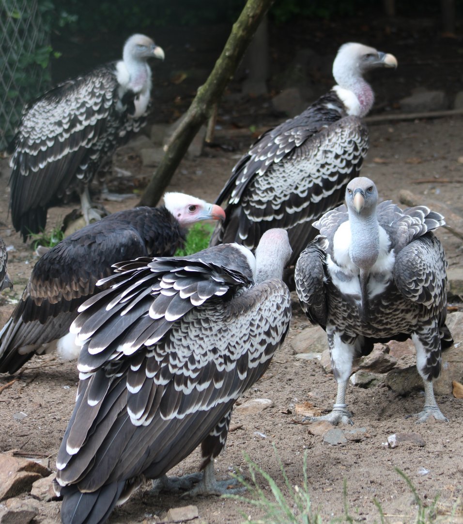 Rüppel's and White-headed vultures