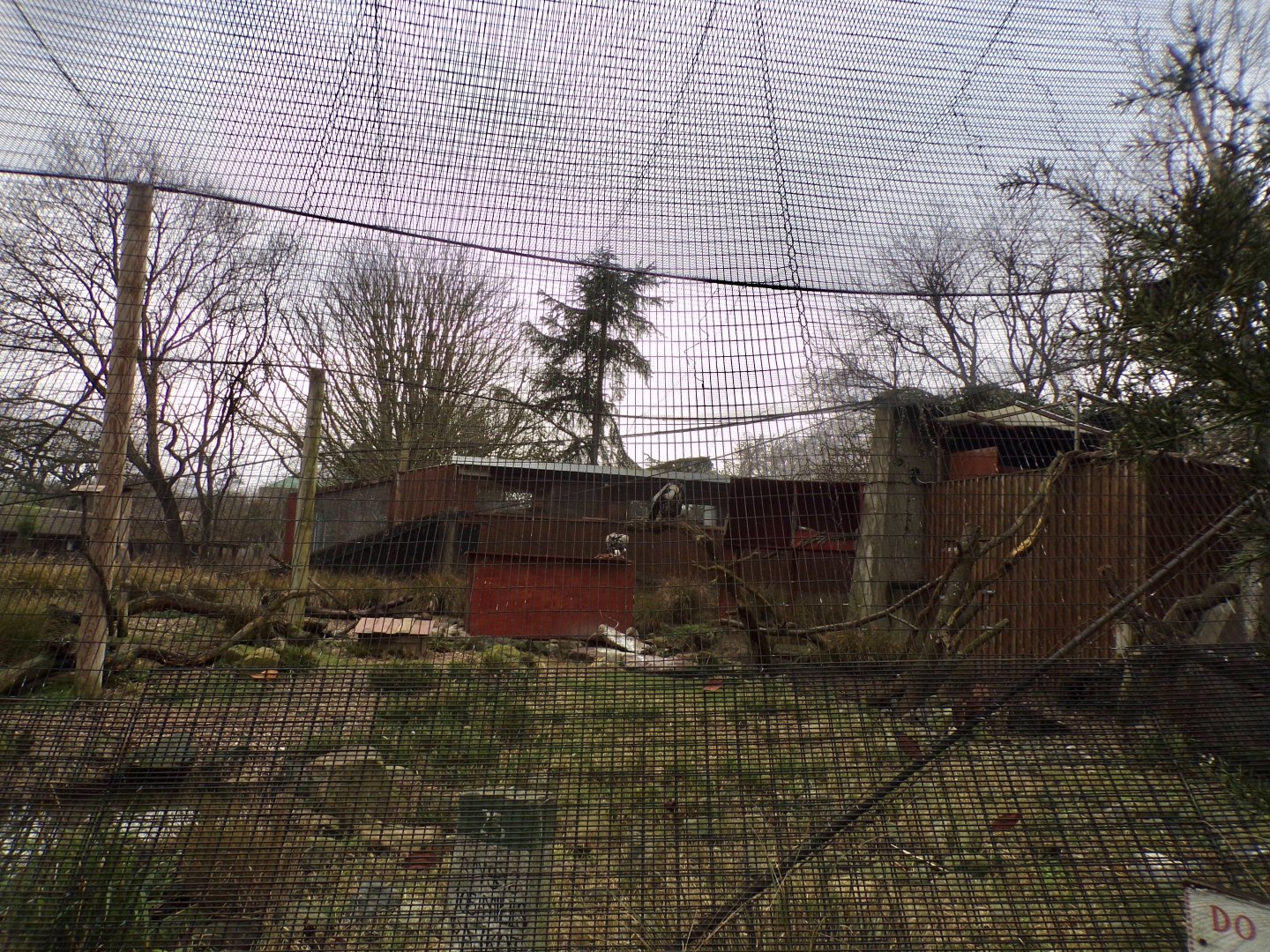 Ruppel’s griffon vulture aviary 11.2.25