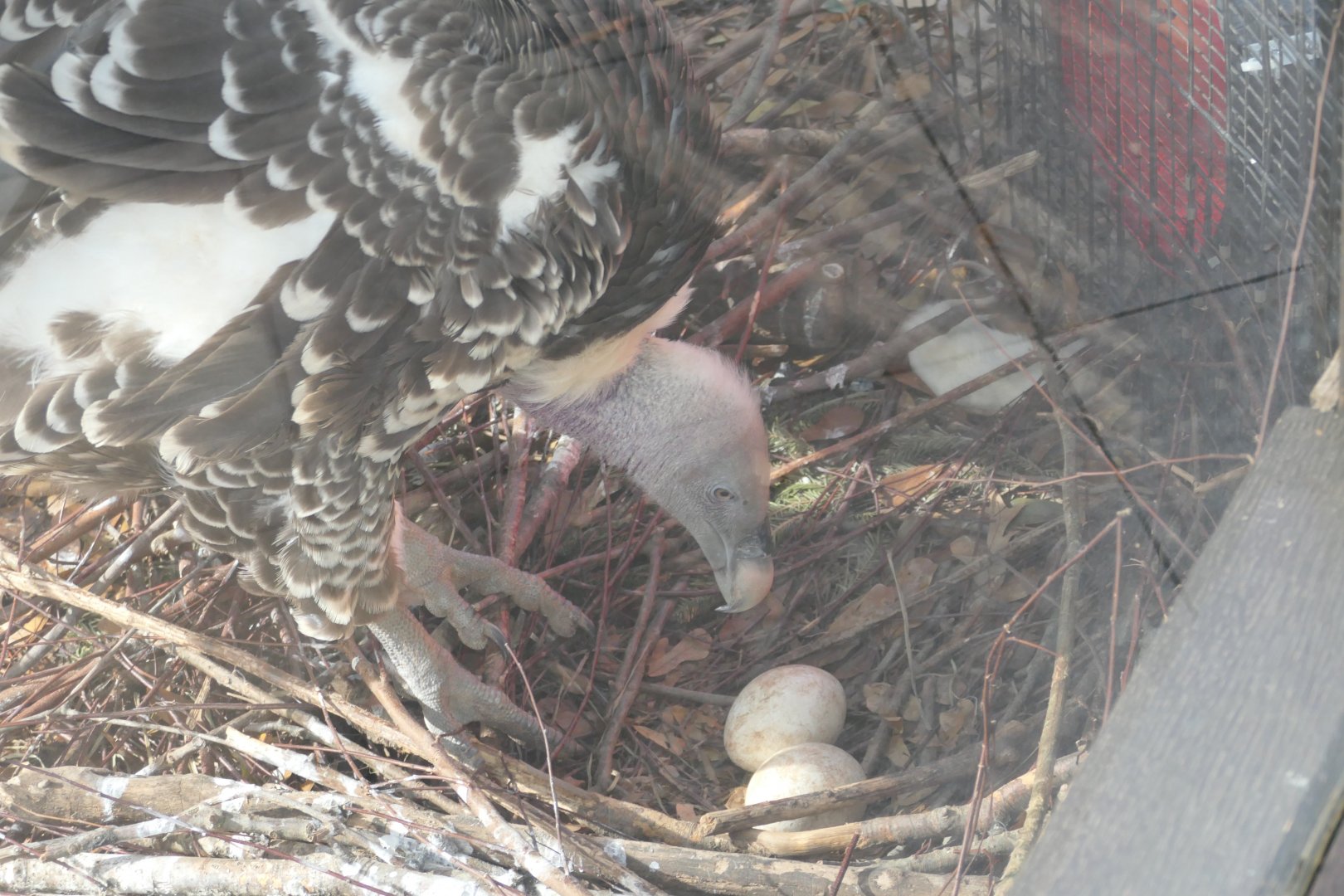 Ruppel's Griffon Vulture with (fake?) eggs