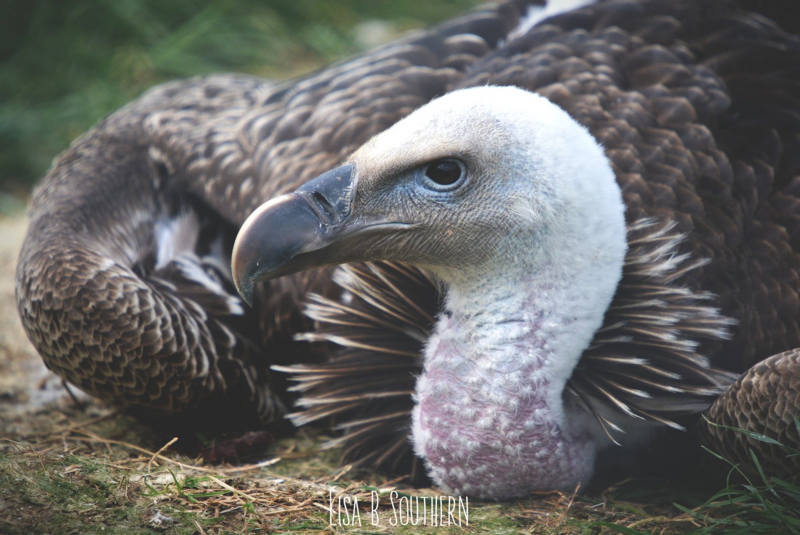 Ruppel's griffon vulture
