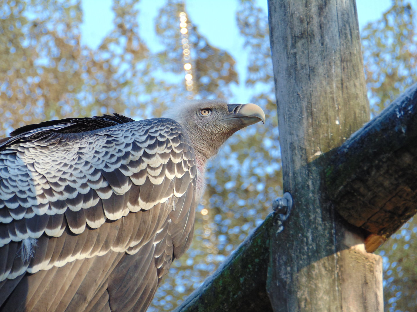Ruppel's Griffon Vulture