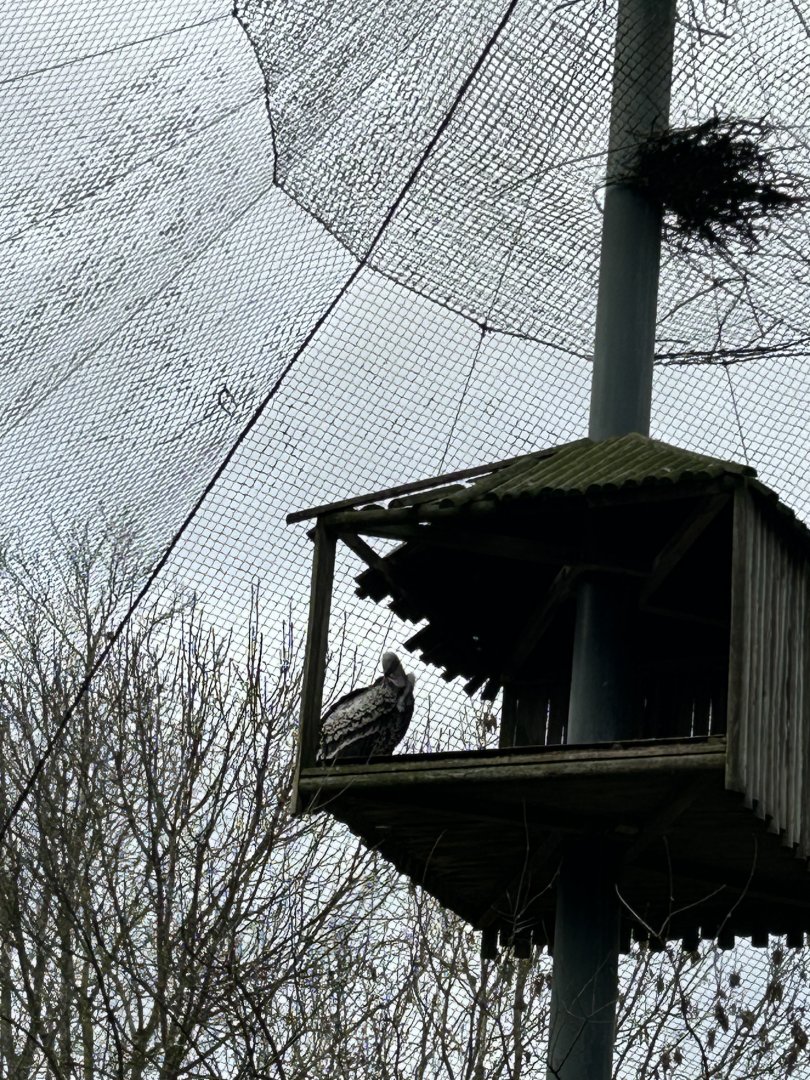 Rüppel’s griffon vulture