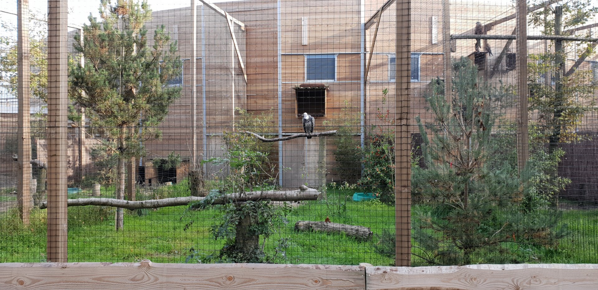 Rüppel's vulture aviary