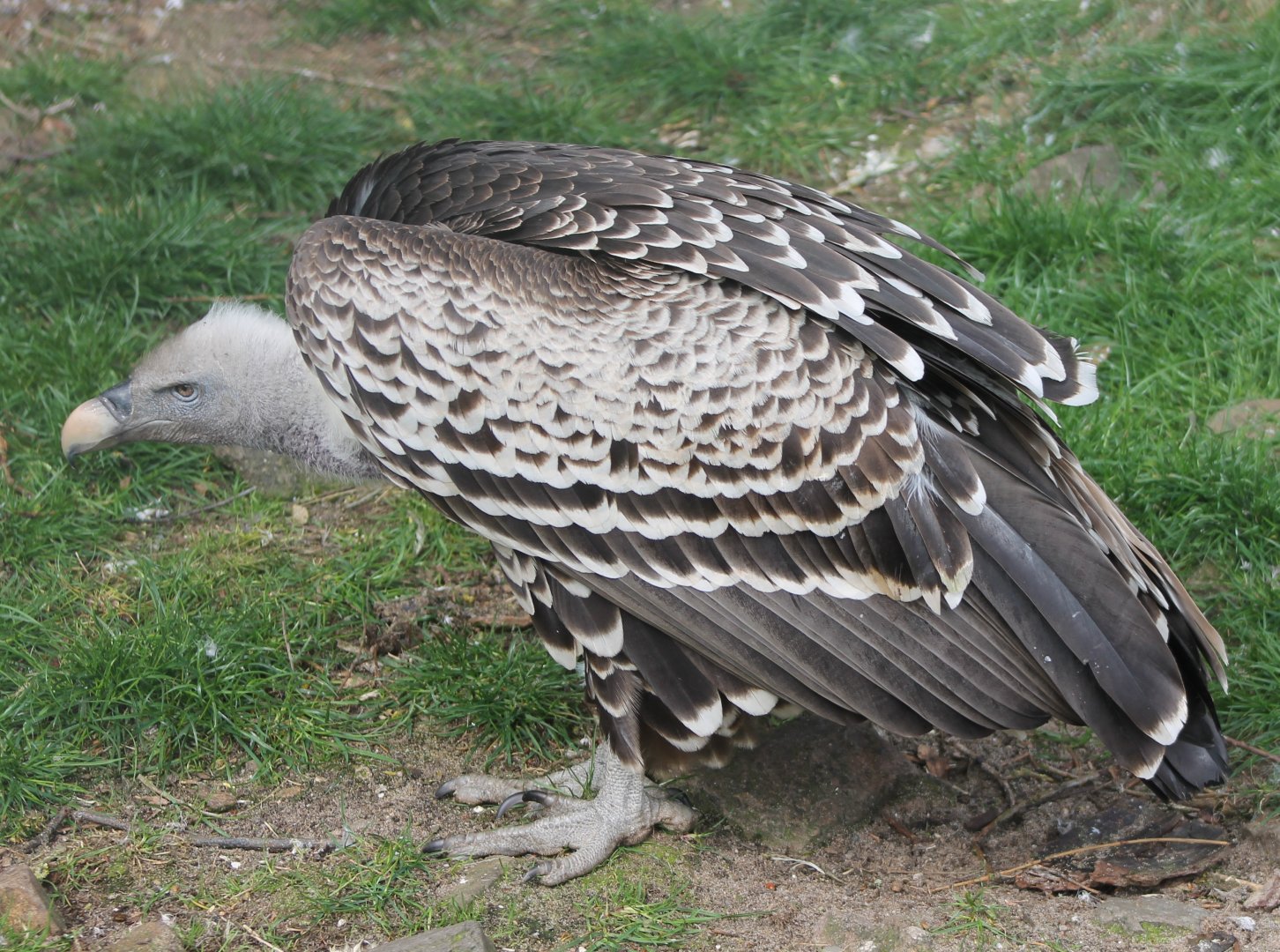 Rüppel's vulture