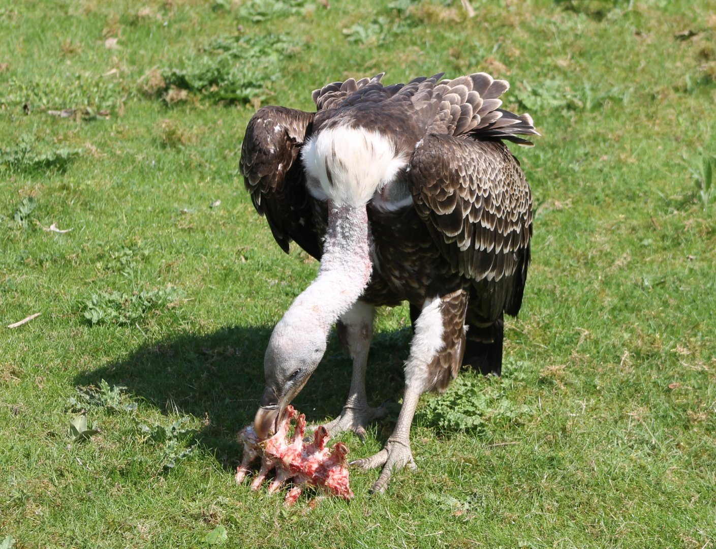 Rüppels vulture