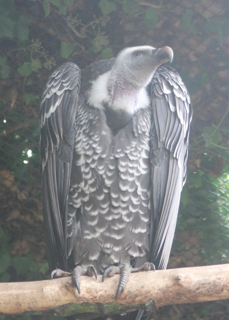 Rüppel's vulture
