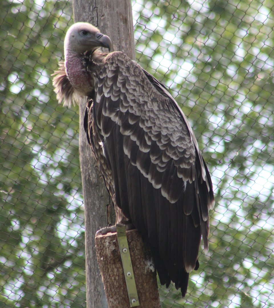 Rüppel's vulture