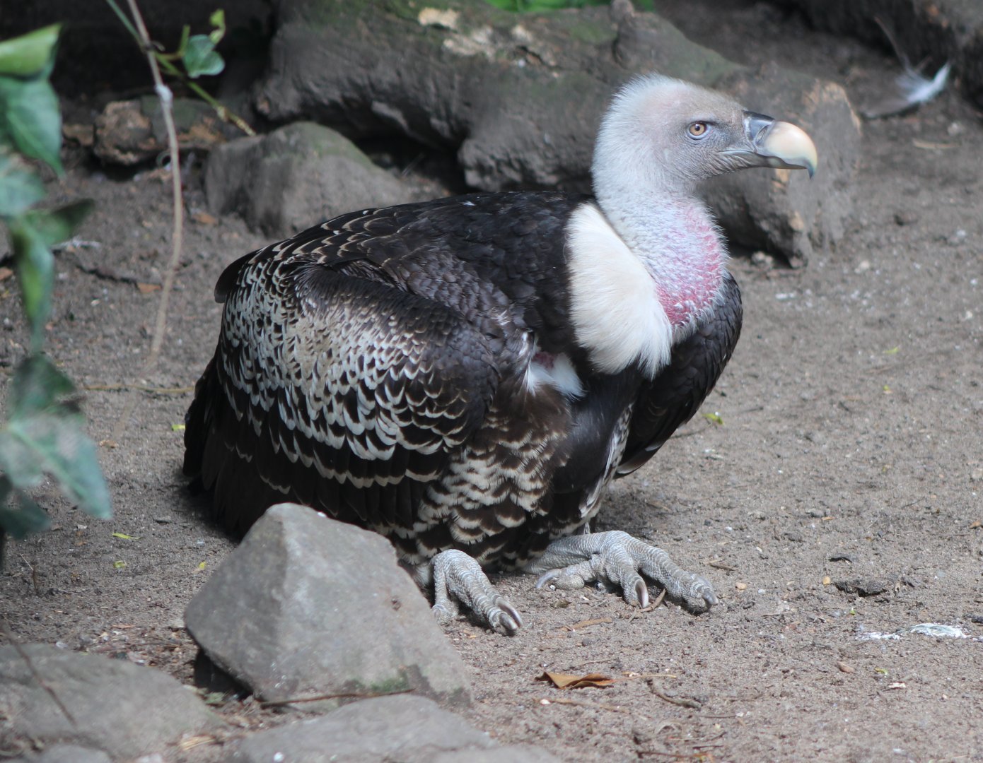 Rüppel's vulture